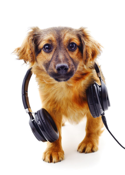 小狗戴着耳机。图片下载