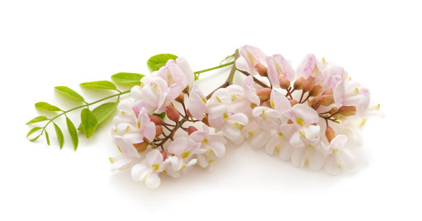 美丽的相思花。图片下载