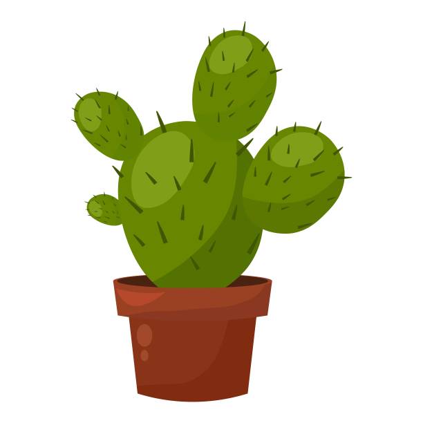 绿色仙人掌花盆，家居花园植物室内植物，仙人掌装饰图片下载