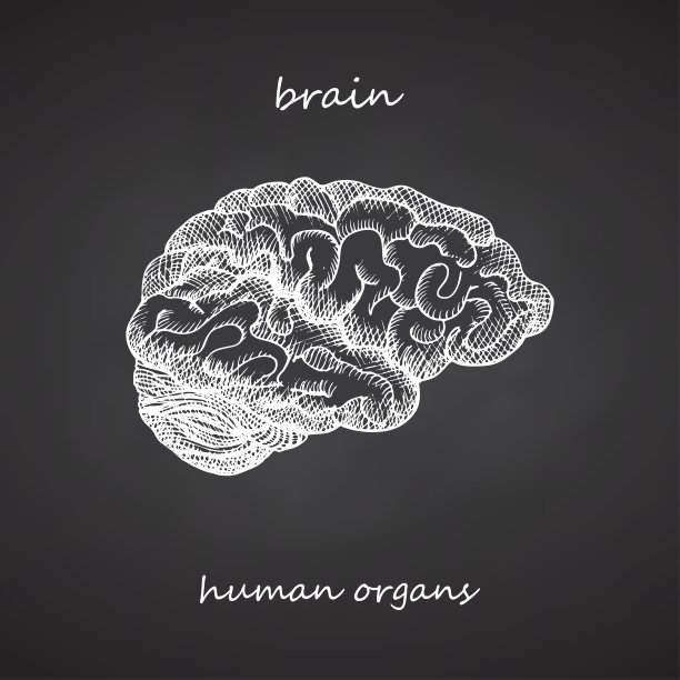 大脑。真实手绘的人体内部器官的图标在黑板上。雕刻艺术。素描风格。设计理念为您的医疗项目张贴病毒康复海报，纹身。图片下载