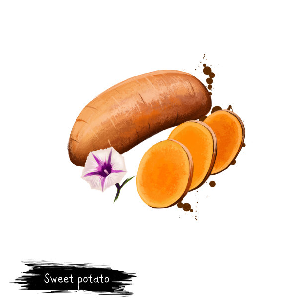数码艺术插图的甘薯或番薯孤立在白色的背景。有机健康食品。棕色的蔬菜。手绘植物特写。剪贴画插图。平面设计元素图片下载