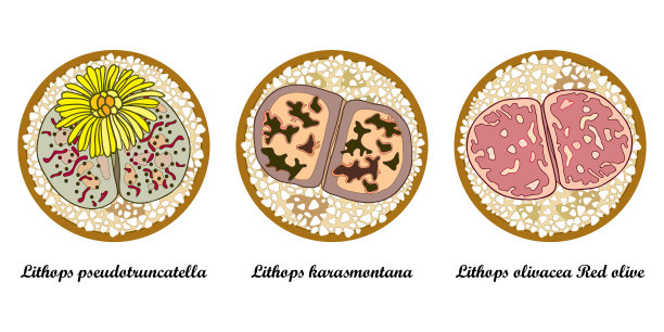 矢量集轮廓小的沙漠卵石植物石生或装饰活石花盆孤立在白色的背景。图片下载