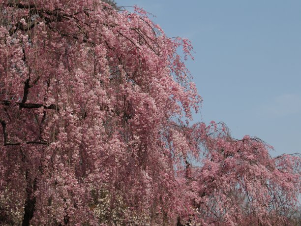 粉色哭泣的樱花(Sakura)，京都图片下载
