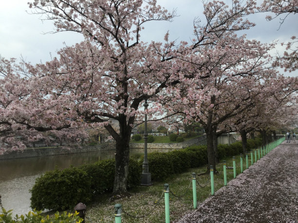 公园里的樱花图片下载