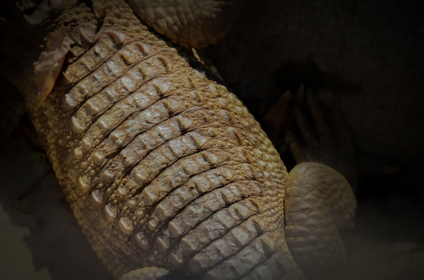 鳄鱼皮图片下载