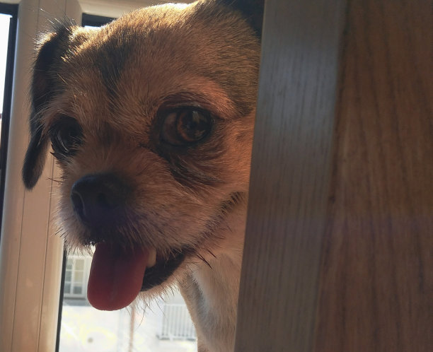 间谍的狗图片下载