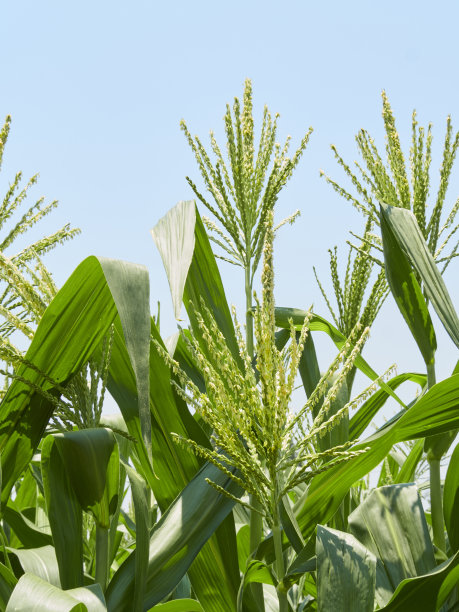 玉米田和晴天的天空。图片下载