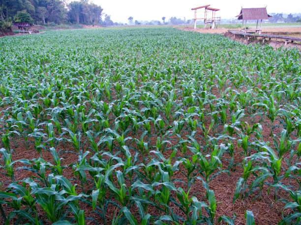 高原玉米农场的玉米种植图片下载