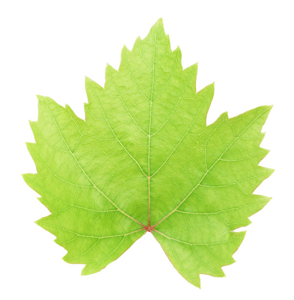 新鲜的绿色葡萄叶子孤立与修剪路径图片下载