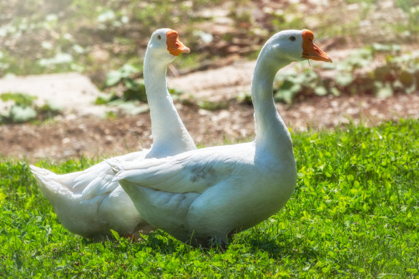 在阳光明媚的日子里，两只白色的大雁在绿色的草地上和平地走在一起。家鹅，灰鹅或白鹅。图片下载