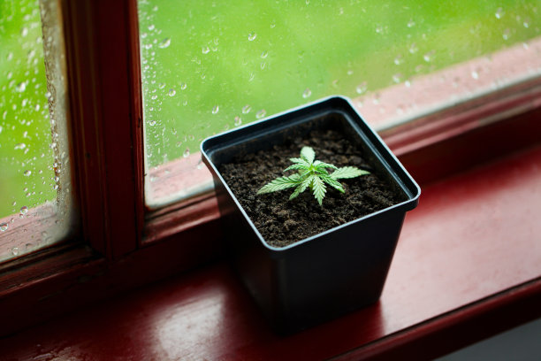 盆栽商用大麻，从幼苗种植大麻。室内盆栽种植大麻的概念，玻璃背景上有冷凝水或雨滴。室内种植大麻图片下载