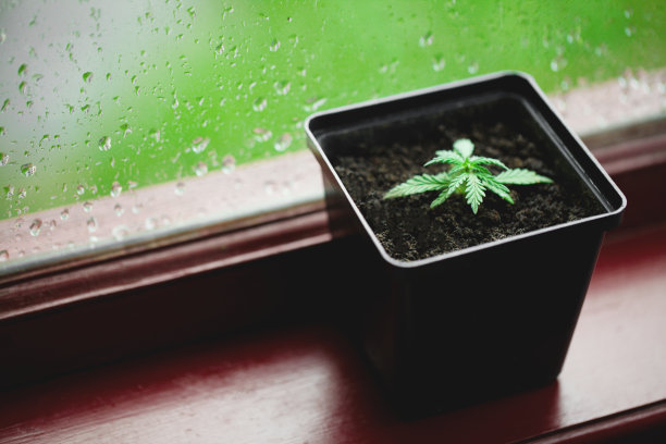 室内盆栽商业大麻种植概念，从幼苗种植大麻。在玻璃背景上盆栽种植大麻，窗户上有冷凝水或雨滴图片下载