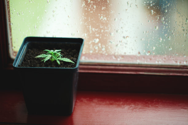 盆栽商用大麻，从幼苗种植大麻。室内盆栽种植大麻的概念，玻璃背景上有冷凝水或雨滴。室内种植大麻图片下载