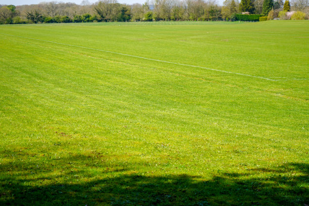 夏天大片的绿色草地图片下载