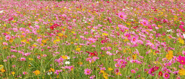 美丽的宇宙花图片下载