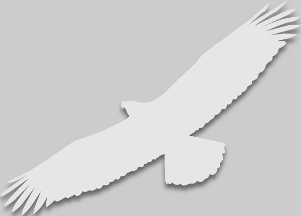 鸟鹰的颜色鲜艳图片下载