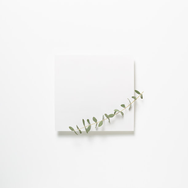 白色便笺本，空白纸，白色背景上有桉树叶子。俯视图，复制空间图片下载