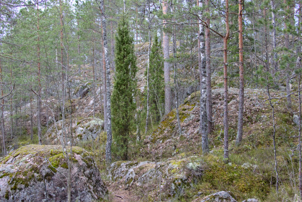 树长在岩石上图片下载