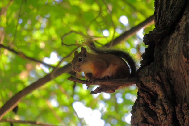 松鼠在树上爬图片下载