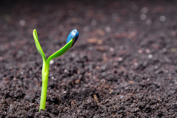 向日葵在黑土背景上的幼芽图片下载