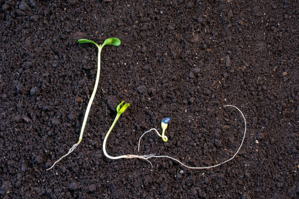 向日葵在黑土背景上的幼芽图片下载