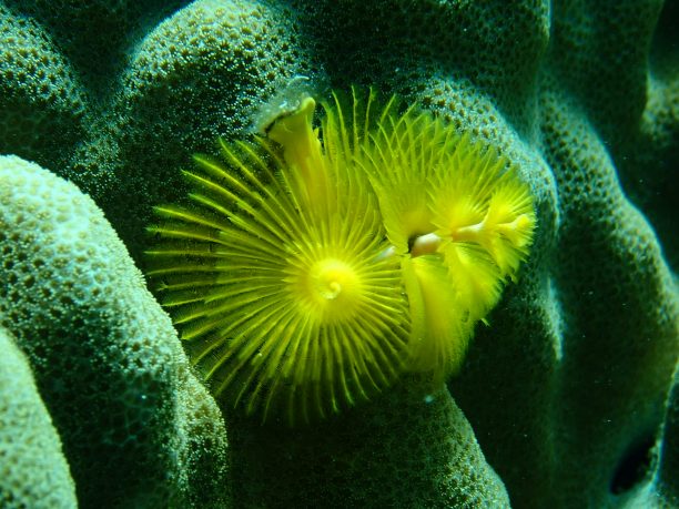 珊瑚圣诞树图片下载