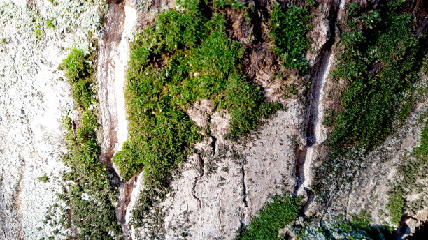 美丽的木材纹理背景与绿色苔藓图片下载