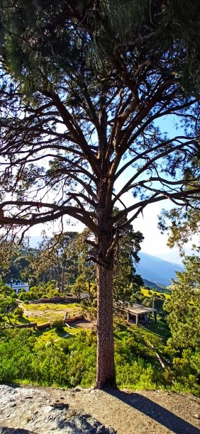 妈妈树图片下载