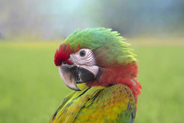特写金刚鹦鹉头，一只美丽可爱的鹦鹉图片下载