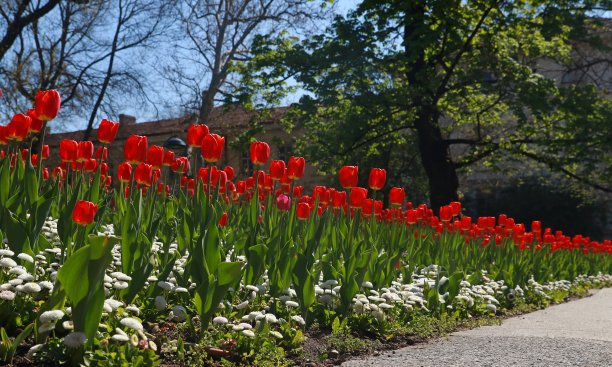 螺旋花——索非亚花——来自一个绿色花园的郁金香图片下载
