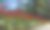 螺旋花——索非亚花——来自一个绿色花园的郁金香图片下载