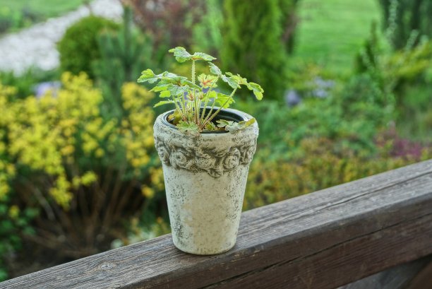 灰色混凝土花盆里的绿色观赏植物图片下载