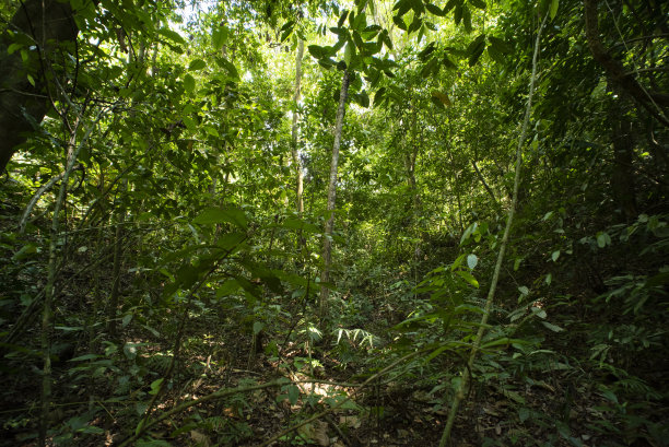 森林植被图片下载