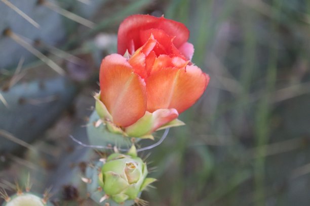 仙人掌花盛开图片下载