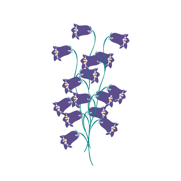 一束风铃花。图片下载