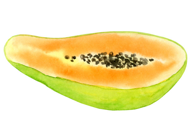 水彩手绘甜热带木瓜果实与种子孤立在白色的背景。图片下载