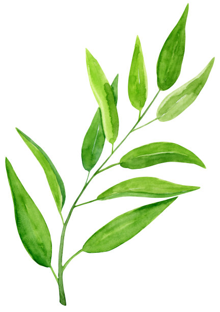 水彩手绘植物插图绿色树枝孤立在白色的背景。图片下载