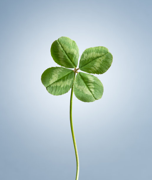 四叶苜蓿图片下载