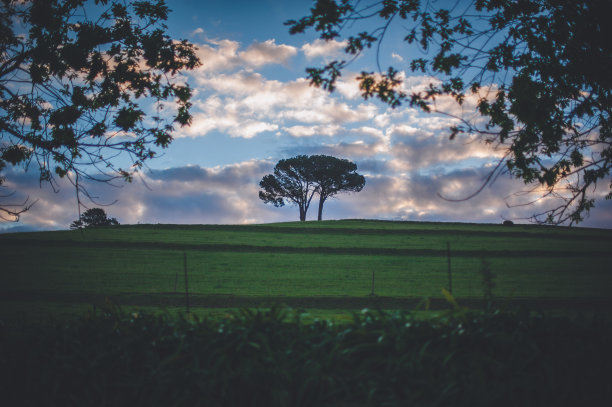 两棵树在山顶上的风景图片和柔和的云。图片下载