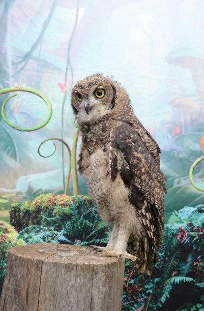 鹰猫头鹰看着镜头图片下载