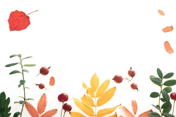 秋天的叶子在白色的背景与地方文字。白蜡树的叶子，蓝莓，桦树。黑加仑子图片下载