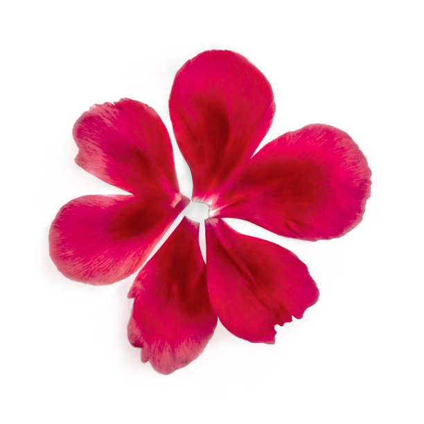 抽象的花由粉红色的牡丹花瓣创造，特写，孤立在白色的背景图片下载