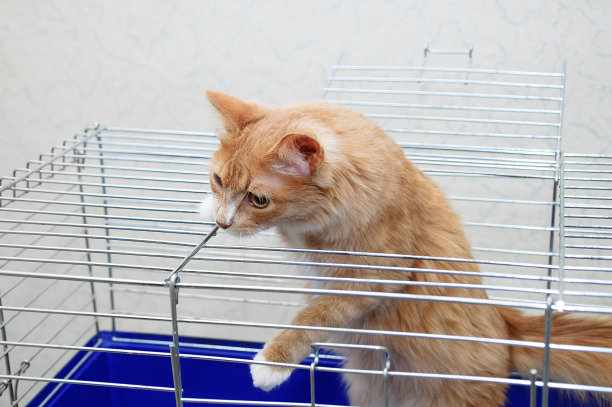 一只红猫靠着一堵白墙从兽医诊所的金属笼子里爬出来。图片下载