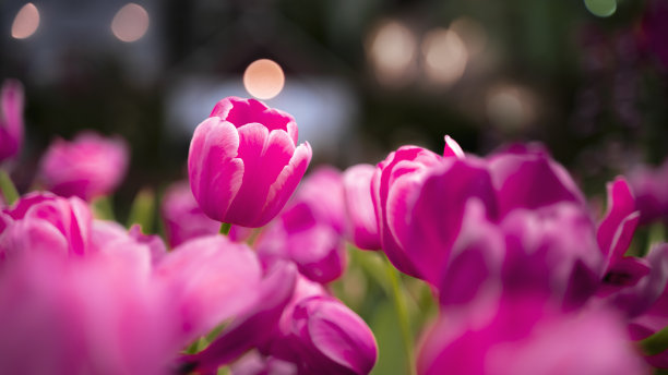 粉色郁金香在晚上与散景图片下载