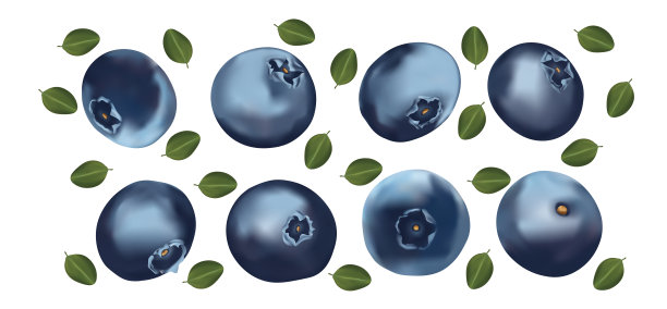 一组蓝莓与树叶在白色的背景。新鲜的蓝莓果实是完整的。有益的成熟新鲜蓝莓富含维生素，天然产物。3 d现实的例子图片下载