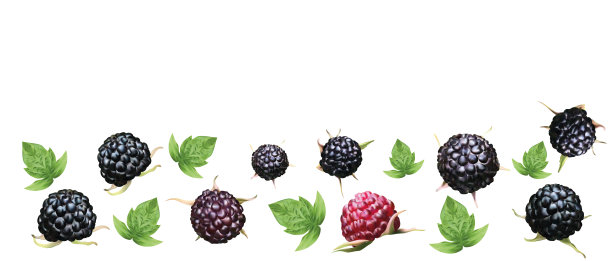 新鲜采摘的黑莓与绿色的叶子与复制空间为您的文本。有机食品。纹理的黑莓手机。有益的成熟黑莓富含维生素。3 d现实说明. .图片下载