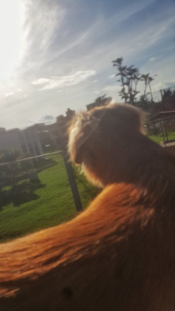 阳光的狗图片下载