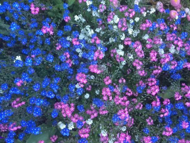 花的背景图片下载