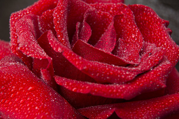 红色玫瑰盛开的特写/玫瑰是爱、美丽和情人节的象征/红色美丽的花图片下载