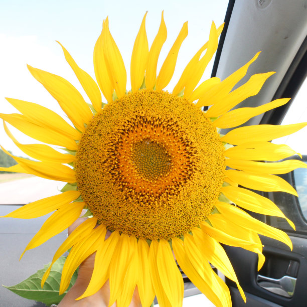 黄色向日葵花在一辆车的特写图片下载